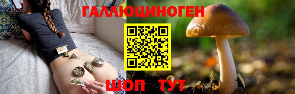 Галлюциногенные грибы Psilocybe Таганрог